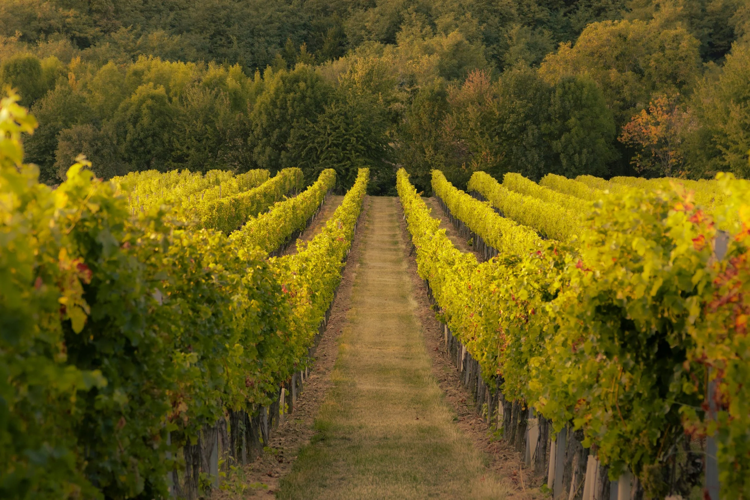 Filari di vigneto in autunno, simbolo della fiscalità per le aziende agricole